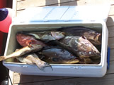 cooler full of Southport grouper